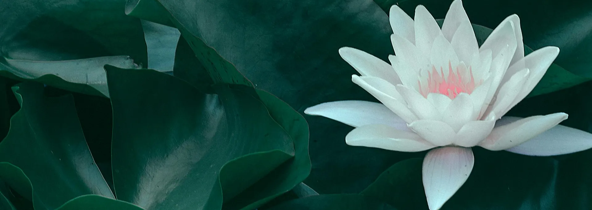 Blooming lotus flower with green leaves