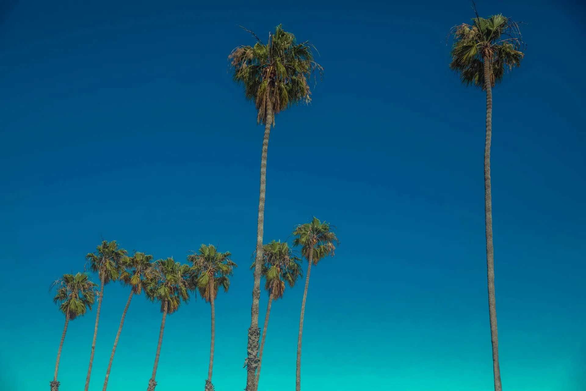 Scenic view of tall palm trees under a clear blue sky in Los Angeles, California.