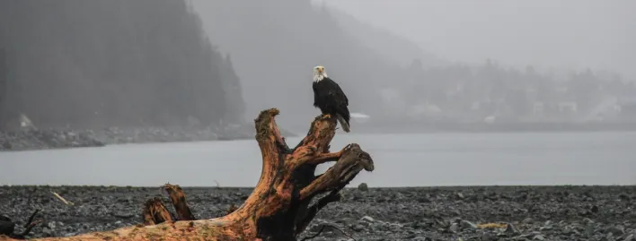 Drift Wood On Seashore