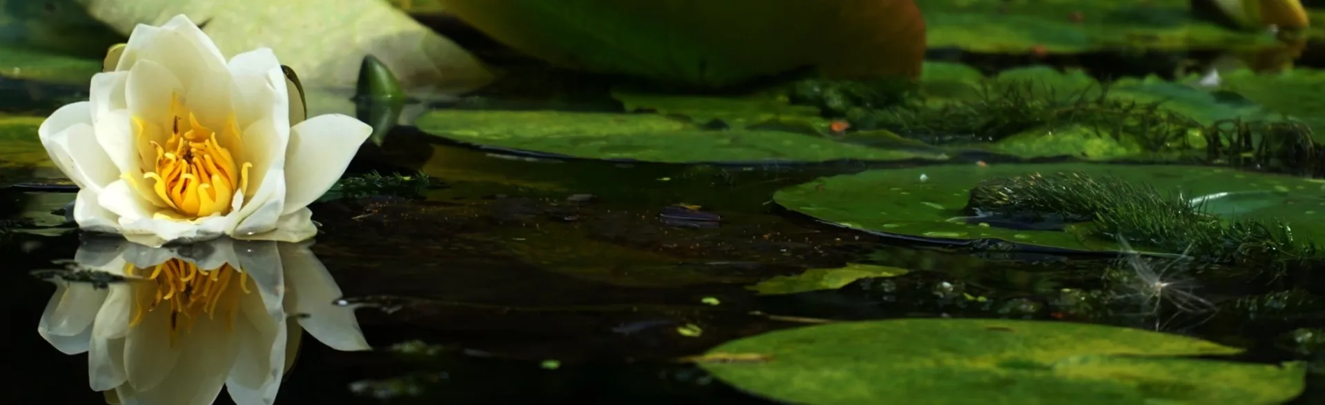 White Flower On Body Of Water