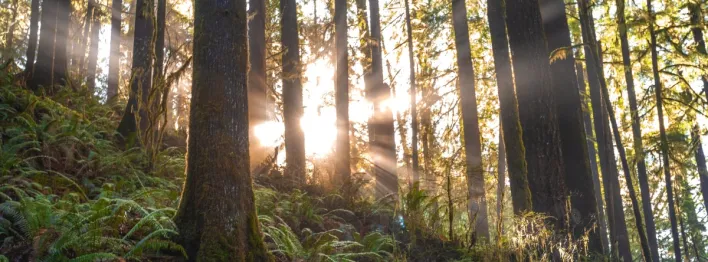 Scenic Photo of Forest With Sunlight