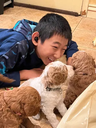 a young boy playing with 2 goldendoodle puppies