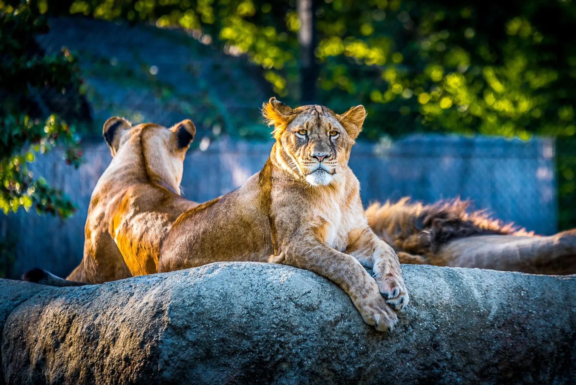 Two majestic lions basking in the sun at the Zagreb Zoo, Croatia.