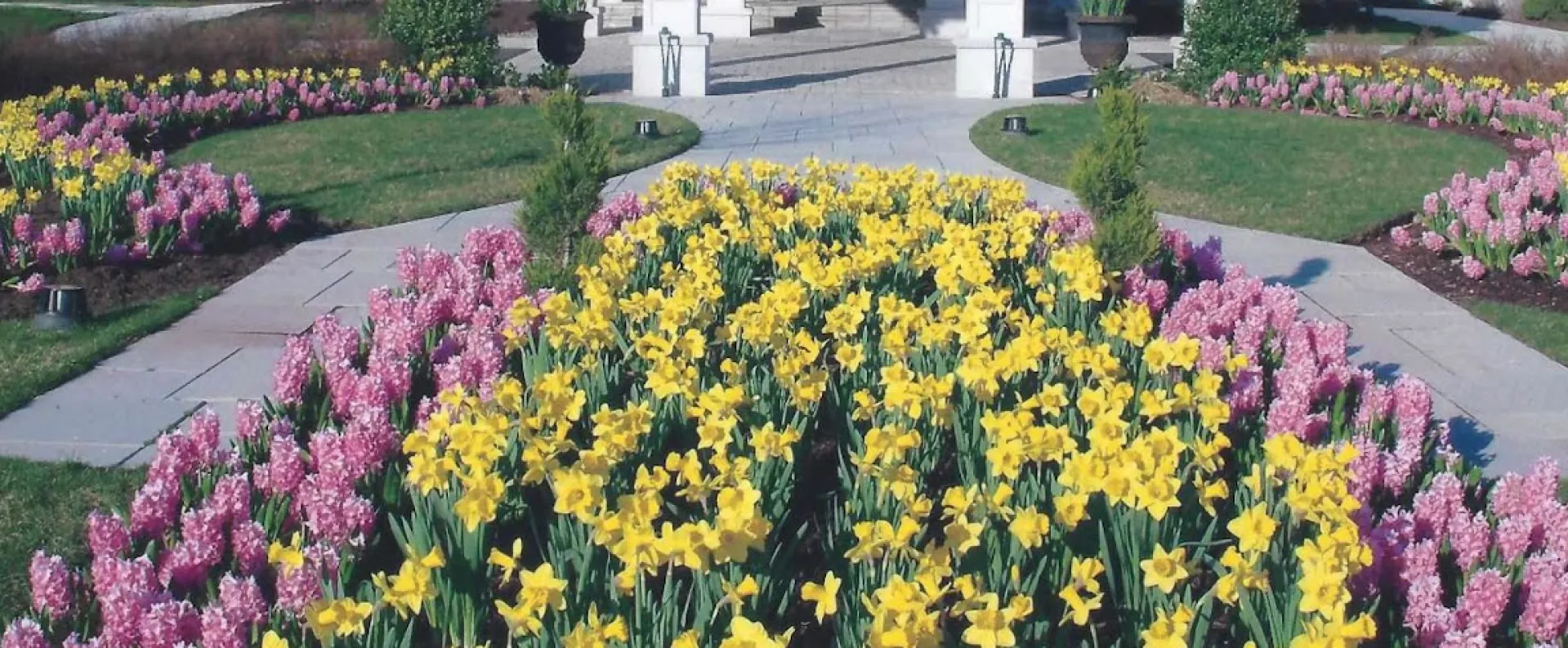 A beautiful garden bed full of pink and purple flowers and yellow florals, arranged in an aesthetically pleasing pattern