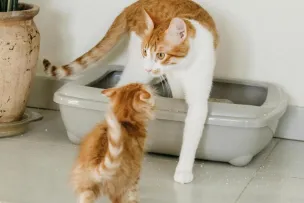 A mother tabby cat and her kitten interact indoors near a litter box.