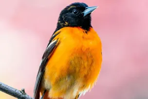 Beautiful colorful Baltimore Oriole sitting on sprig of tree against blurred pink background in daylight in summer time in zoo