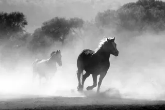 Black and white photo of wild horses galloping through a misty landscape, showcasing freedom and motion.