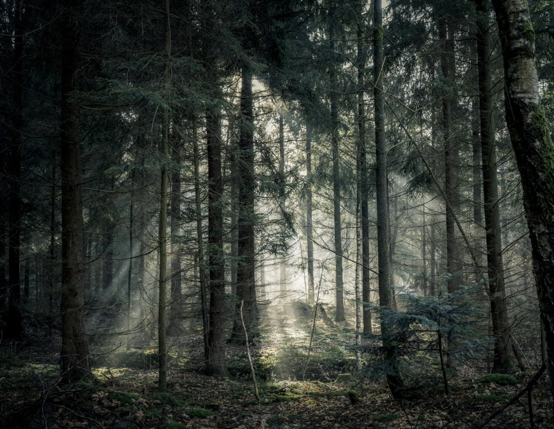 Green Tree Forest