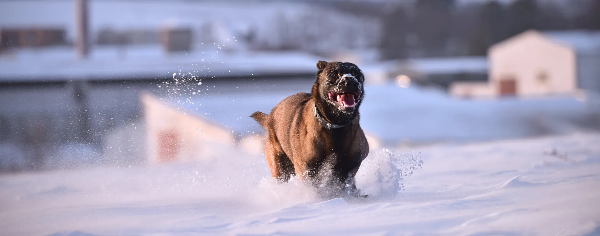 Belgian Malinois Running on Snow