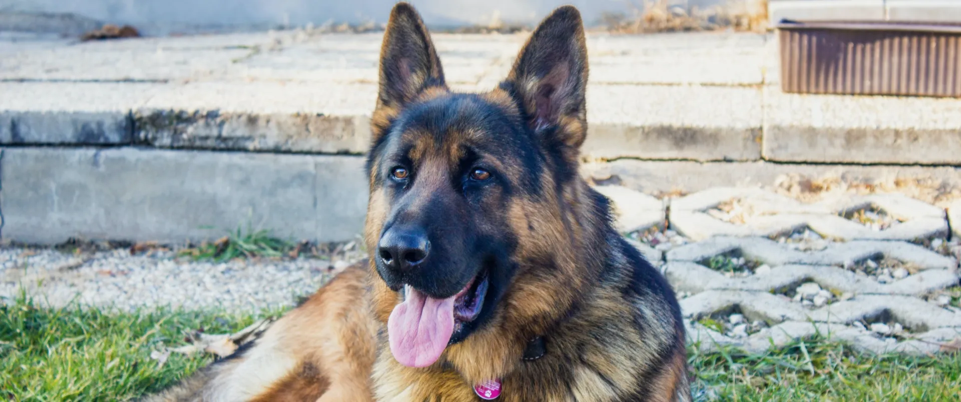 German Shepherded Leaning on Grass