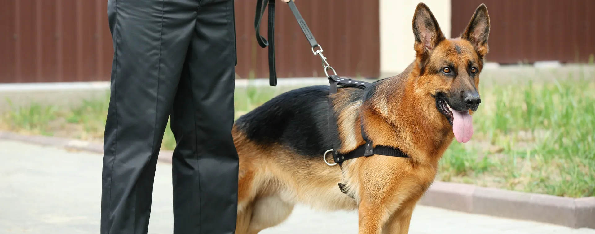 German Shepherd on a leash