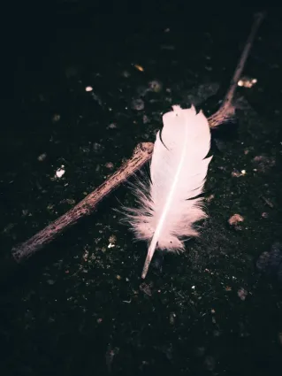 A delicate white feather resting on dark soil next to a twig, captured close-up.