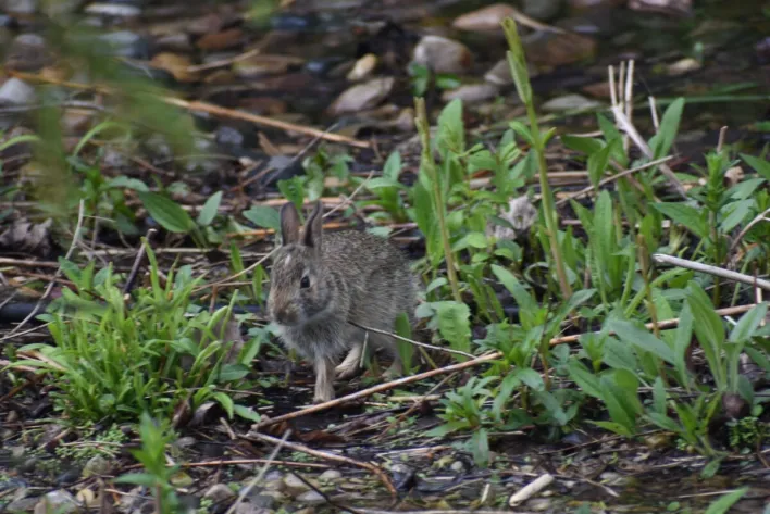 young Eastern Cottontail rabbit in a garden