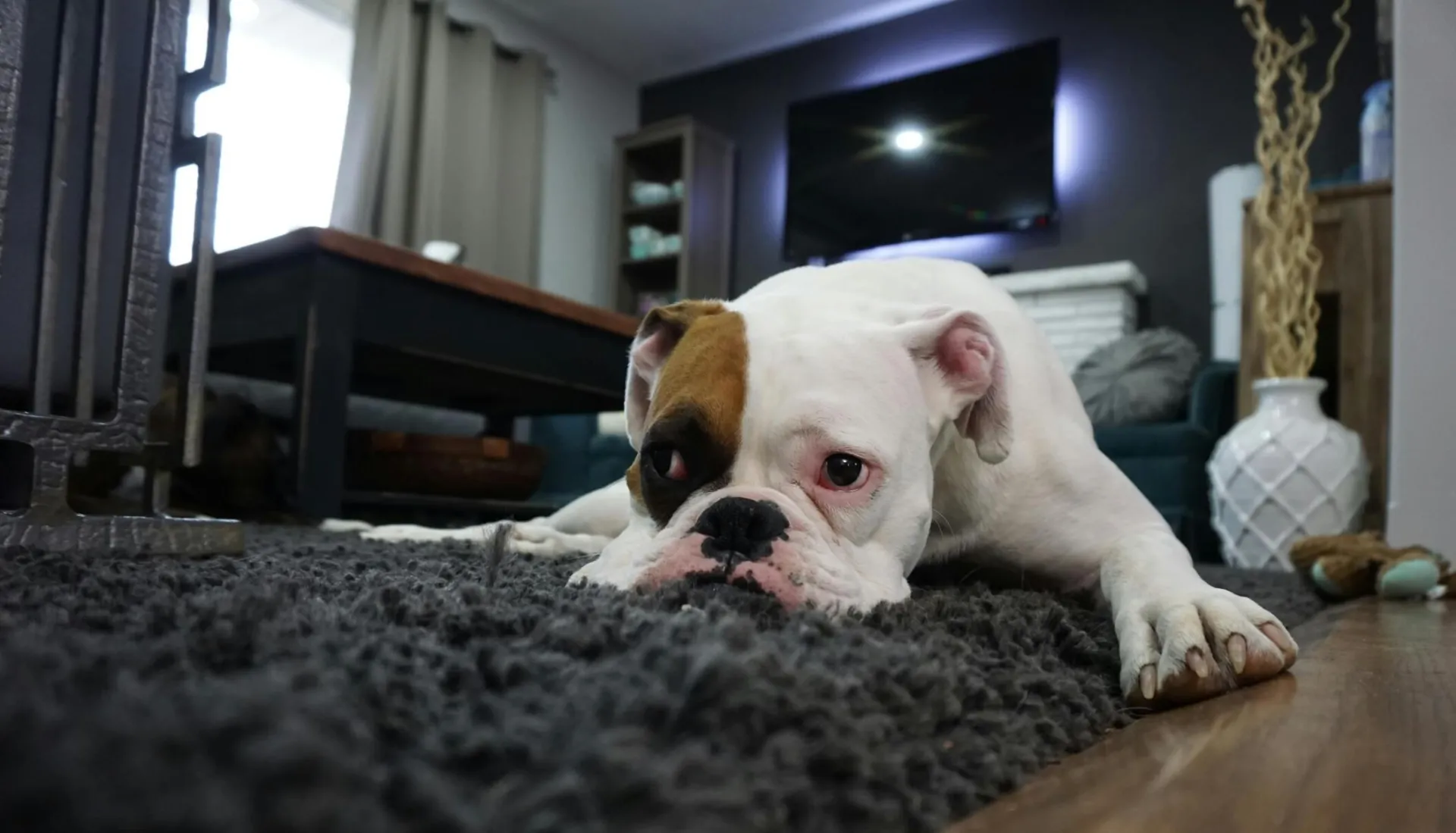 White and Tan English Bulldog Lying on Black Rug