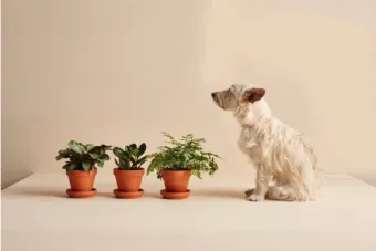 The Fur Friendly collection. Bloomscape