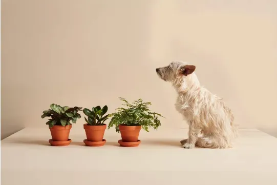 The Fur Friendly collection. Bloomscape