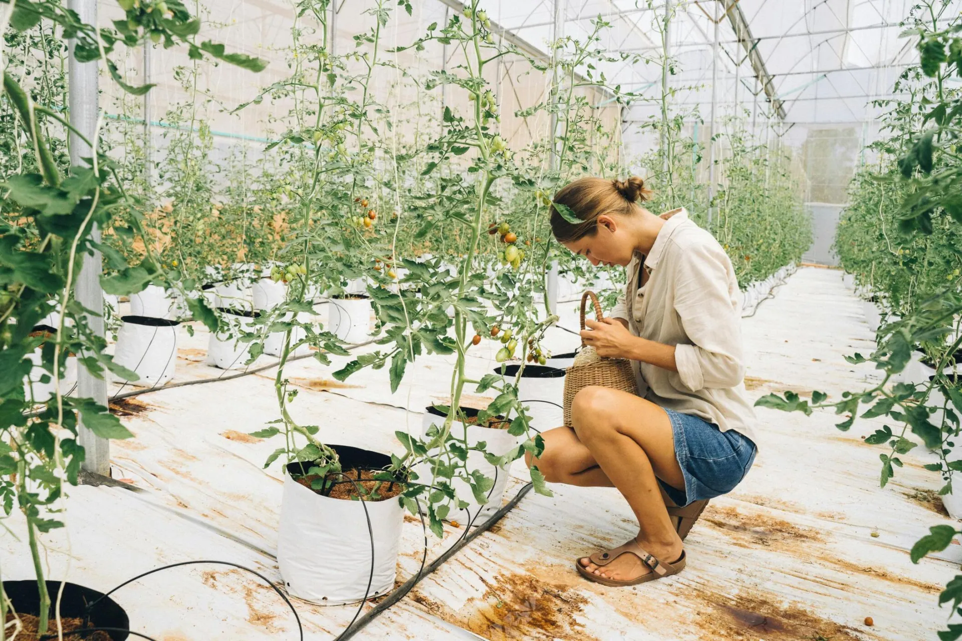 A woman kneeling as she harvests tomatoes in a greenhouse, emphasizing sustainable farming.