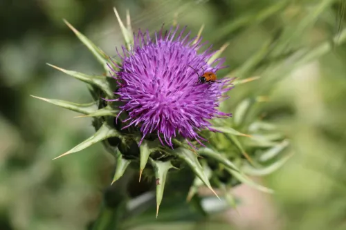 Vibrant milk thistle flower with a small insect perched on its petals, captured in a natural setting.