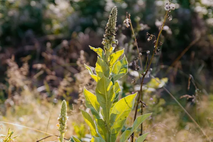 Great mullein plant with green leaves in a sunlit forest clearing, captured in summer.