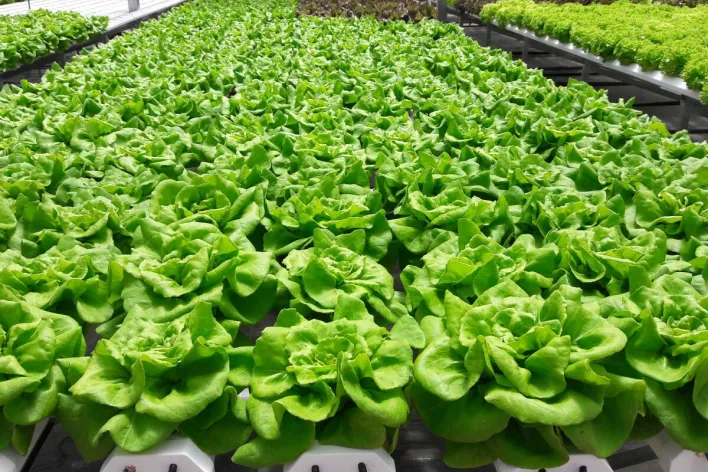 Lush green hydroponic lettuce growing in a vibrant indoor farm in Đà Lạt, Vietnam.