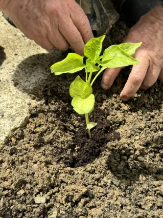 A person planting a small plant in the ground