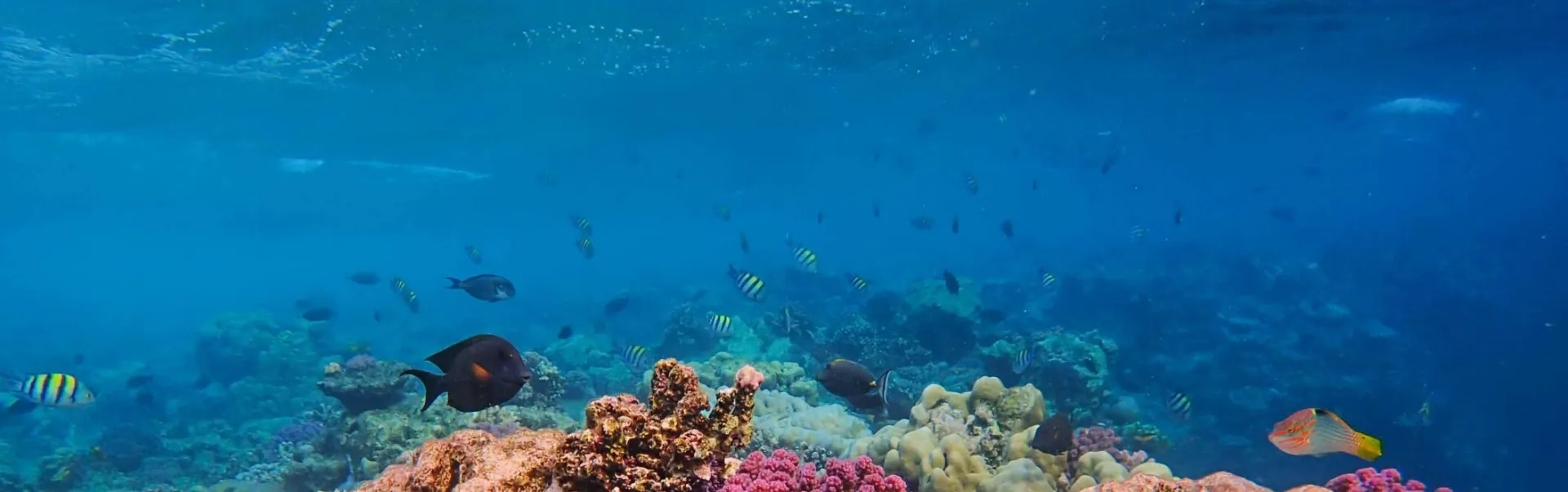 Fish and Coral Reef in Sea