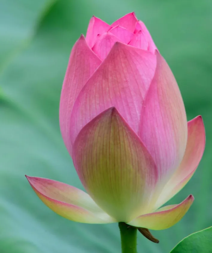 Selective Focus of Pink Flower