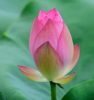 Selective Focus of Pink Flower