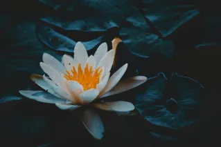 Close-up Photography of Water Lily