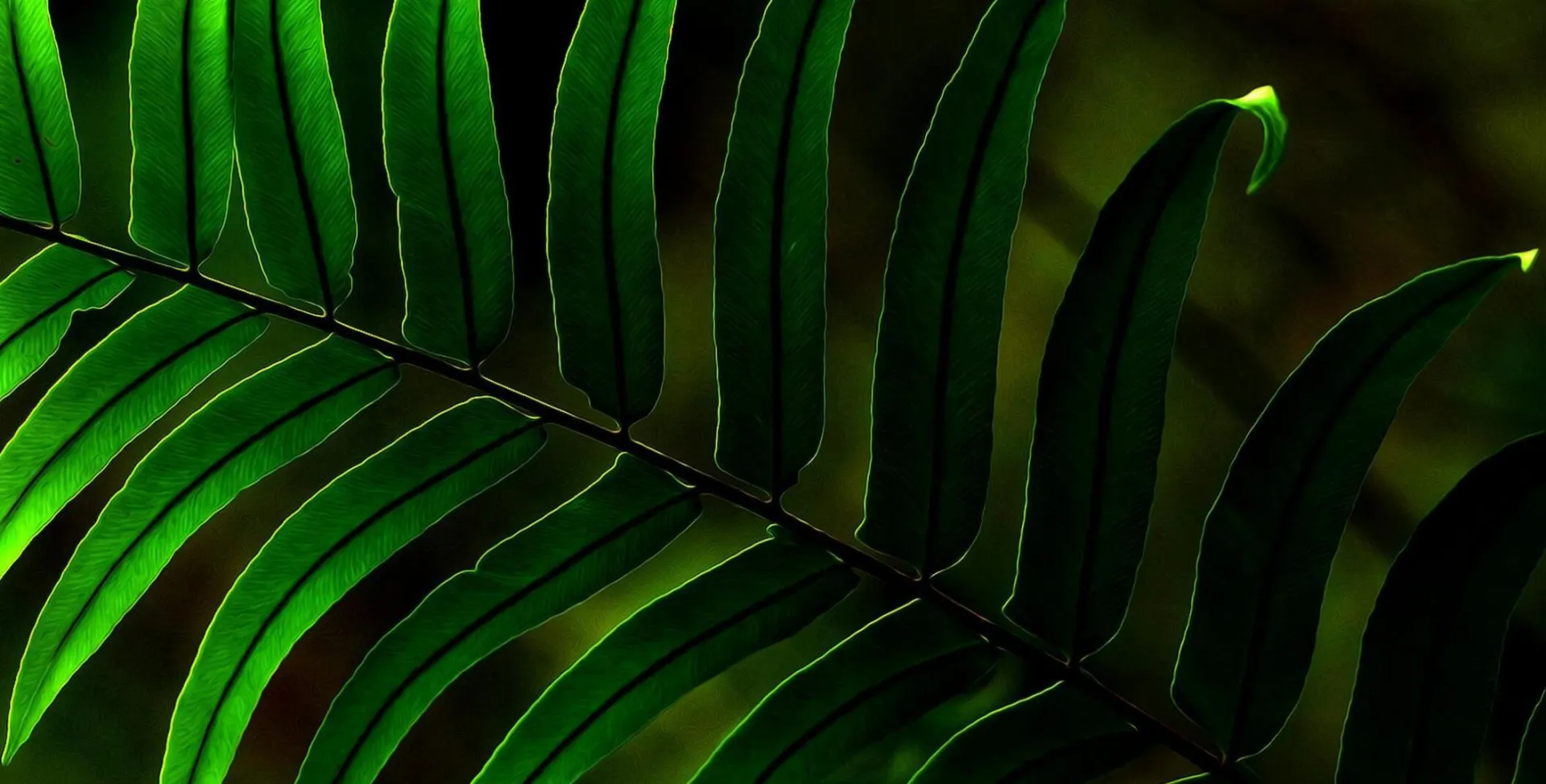 A vibrant fern leaf captured in close-up, showcasing nature's lush greenery.
