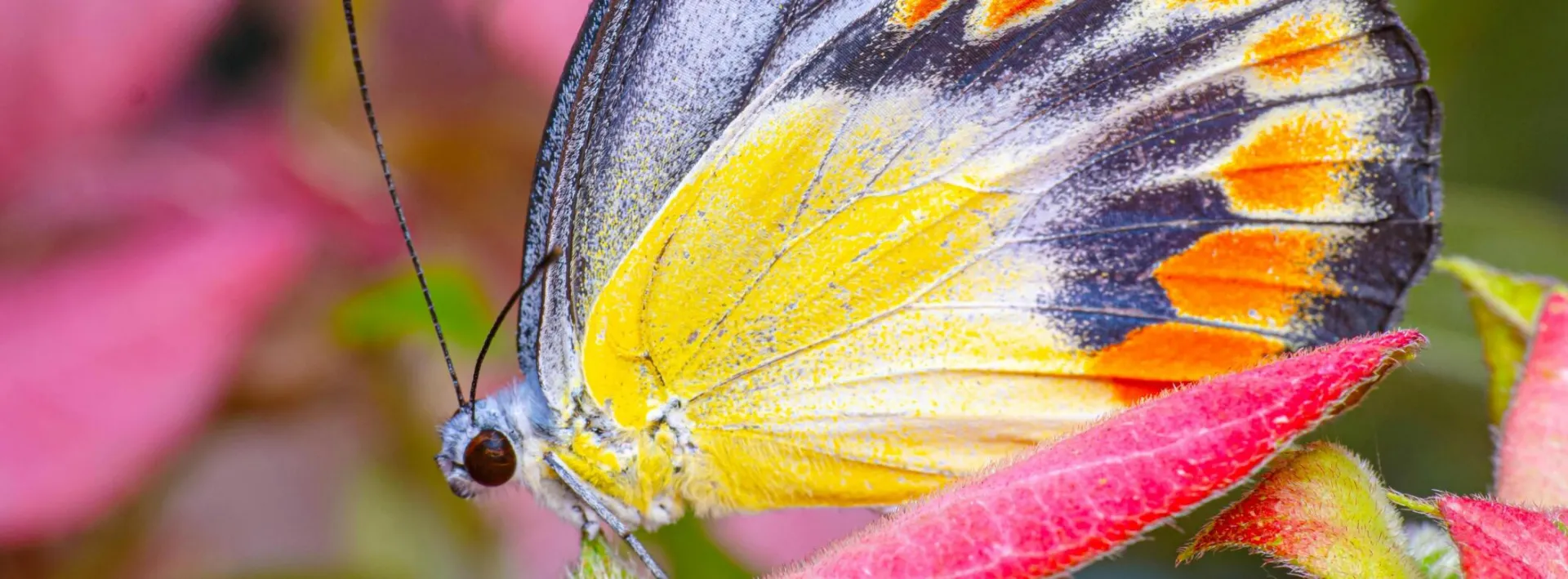 A vibrant close-up of a Painted Jezebel butterfly resting on a colorful flower in Indonesia.