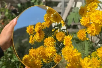 Bright yellow flowers reflected in a handheld round mirror outdoors, capturing vibrant natural beauty.