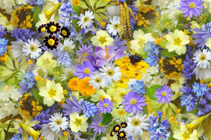 A colorful assortment of spring flowers, showcasing a vivid mix of colors and blooms.