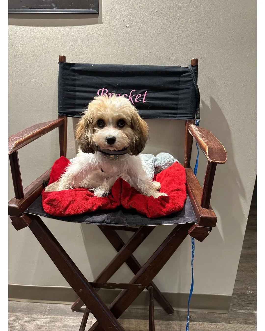 is a cavachon therapy dog