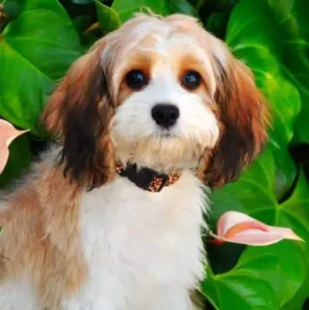 cavachon dog breed photo