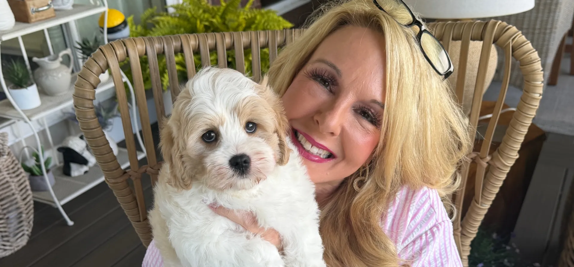 adorable butterscotch and white cavachon puppy