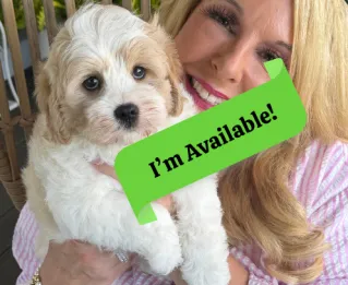 cavachon puppy for adoption