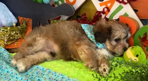 cavachon puppy with soft curly fur