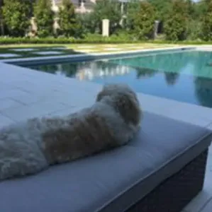 cavachon breed example
