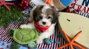adorable cavachon puppy