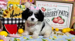 calm cavachon puppy resting peacefully