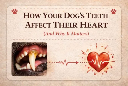 Dog dental disease and heart health connection