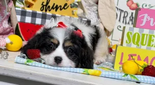 calm cavachon puppy resting peacefully