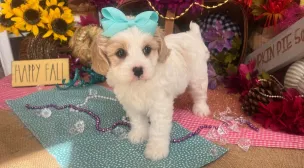gentle cavachon puppy for sale