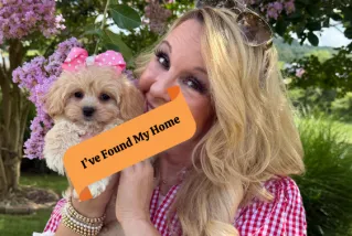 cavachon puppy listing