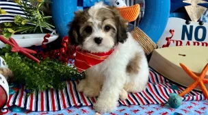 cavachon puppy ready adopted