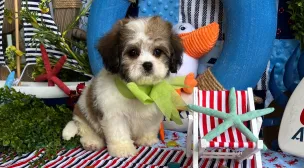 cavachon puppy with gentle nature