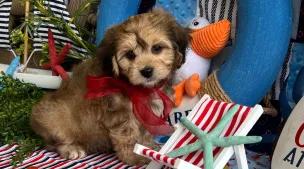 adorable cavachon puppy for sale