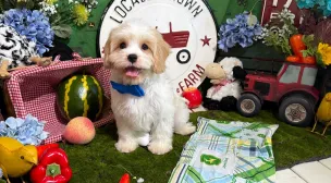 cavachon puppies with great parents