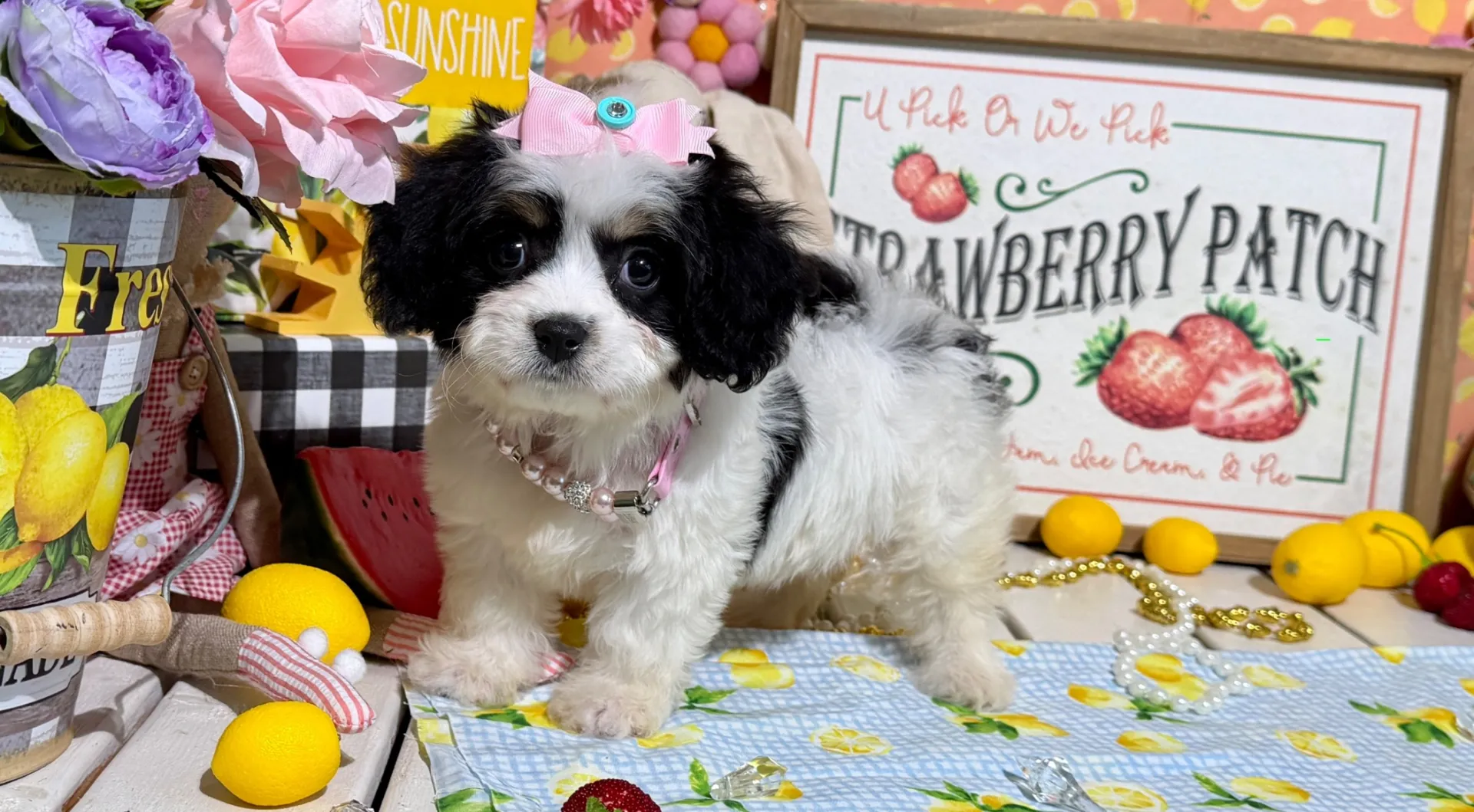 cavachon puppy for adoption